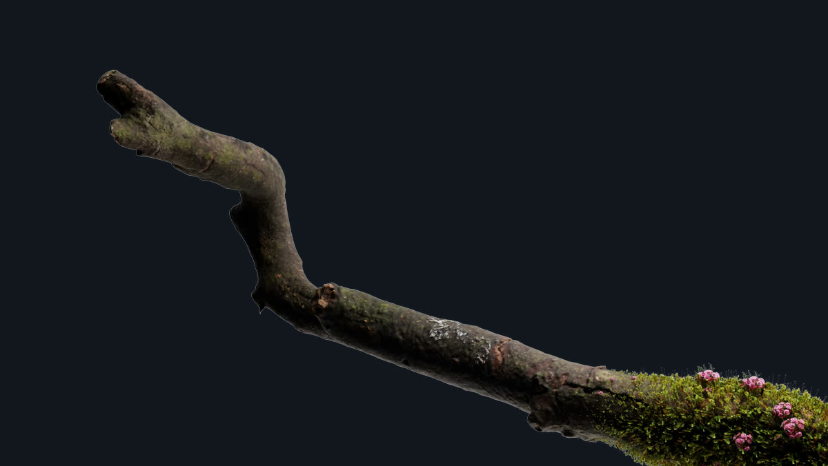 Branch growing across a dark surface